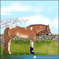 Horse Color:Chestnut Tobiano
