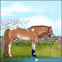 Horse Color:Chestnut Tobiano 