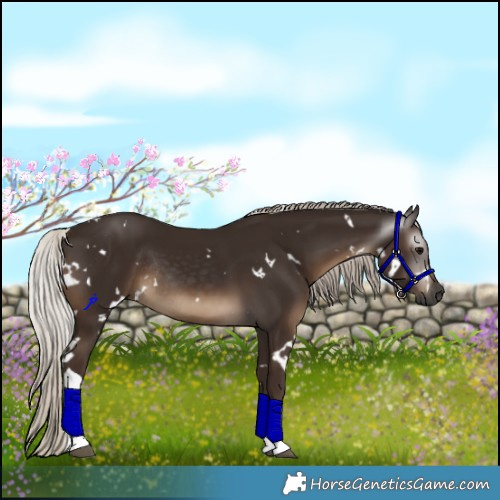 Horse Color:Gray White Spotted Silver Black Tobiano Rabicano
