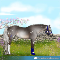 Horse Color:Gray White Spotted Silver Black Tobiano Rabicano 