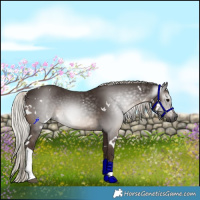 Horse Color:Gray White Spotted Silver Black Tobiano Rabicano 