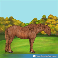 Horse Color:Chestnut and Chestnut