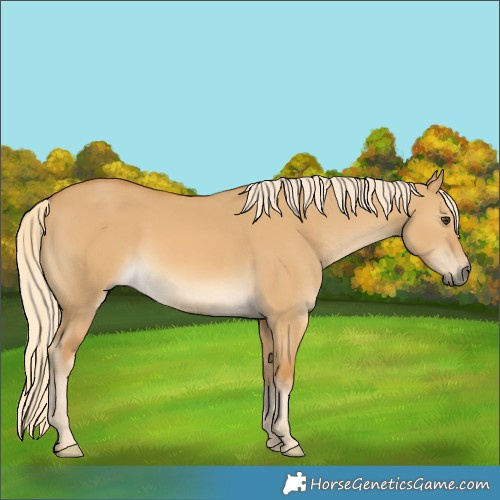 Horse Color:Palomino Dun 