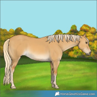 Horse Color:Palomino Dun 