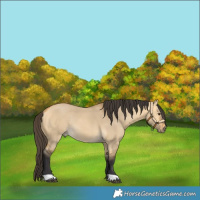 Horse Color:Buckskin Dun Rabicano