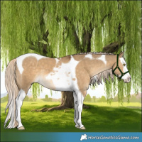 Horse Color:Chocolate Palomino Dun Splash Tobiano 
