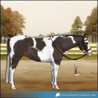 Horse Color:Liver Chestnut Splash Tobiano 