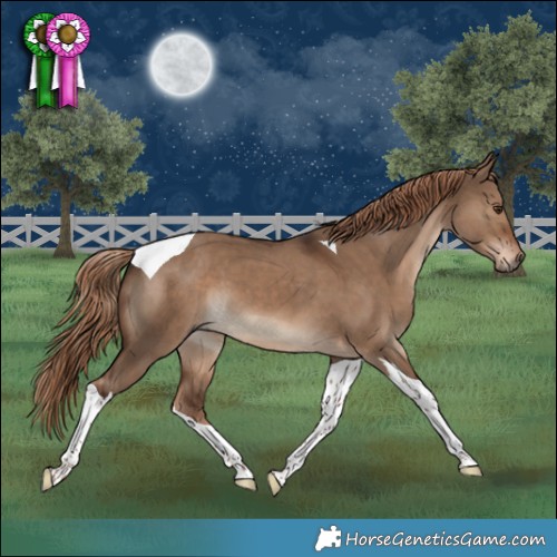 Horse Color:Liver Red Dun Tobiano 