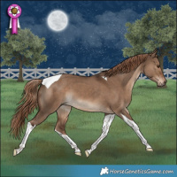 Horse Color:Liver Red Dun Tobiano 