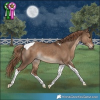 Horse Color:Liver Red Dun Tobiano 