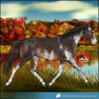 Horse Color:White Spotted Liver Chestnut 