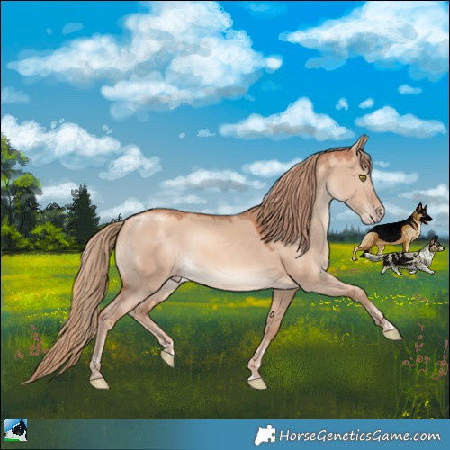 Horse Color:Gold Champagne Dun 