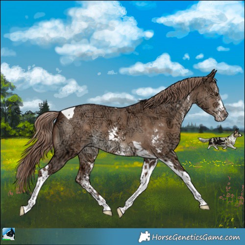 Horse Color:Liver Red Dun Ice Sabino Tobiano Brindle 