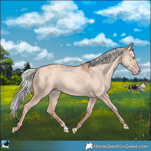 Horse Color:Gold Champagne Dun Mushroom 