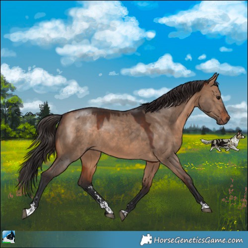 Horse Color:Bay Dun 