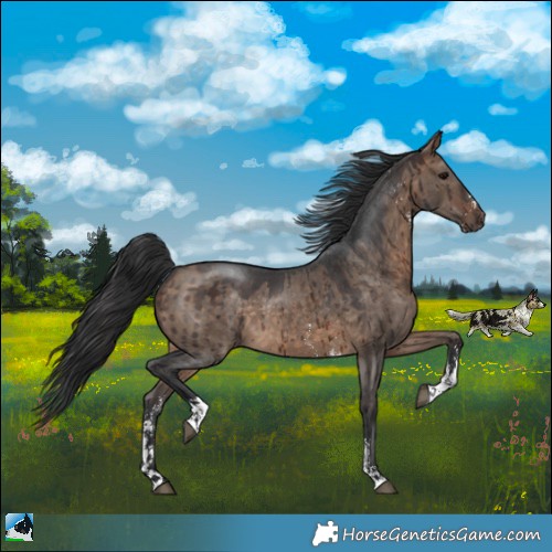 Horse Color:Brown Dun Sabino Brindle