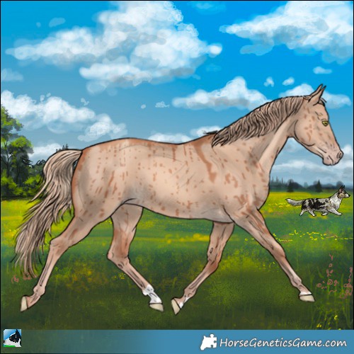 Horse Color:Gold Champagne Dun Brindle 