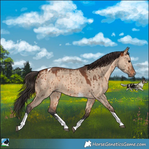 Horse Color:Bay Dun Sabino Tobiano Brindle 