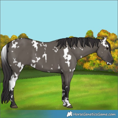 Horse Color:White Spotted Smoky Grullo 
