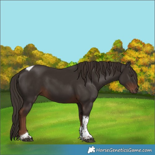 Horse Color:Liver Chestnut Tobiano 