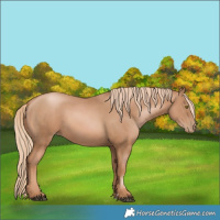 Horse Color:Chestnut Pearl