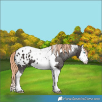 Horse Color:Liver Chestnut Splash Tobiano Blanket