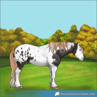 Horse Color:Liver Chestnut Splash Tobiano Appaloosa 
