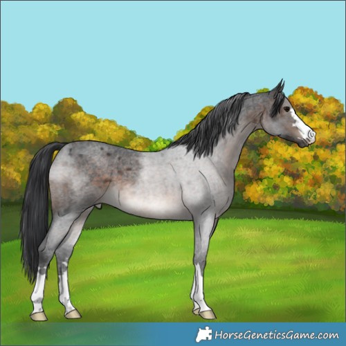 Horse Color:Brown Roan 