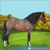 Horse Color:Brown Roan