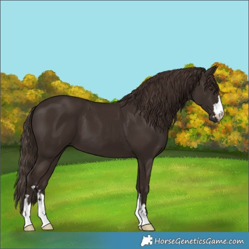 Horse Color:Liver Chestnut