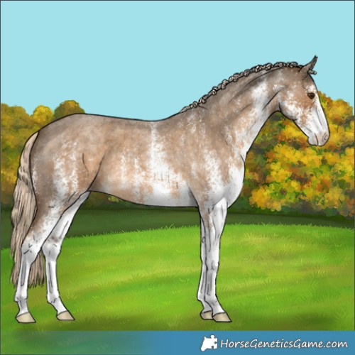 Horse Color:White Spotted Chocolate Palomino Roan 