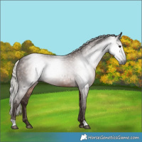 Horse Color:Gray Silver Black 
