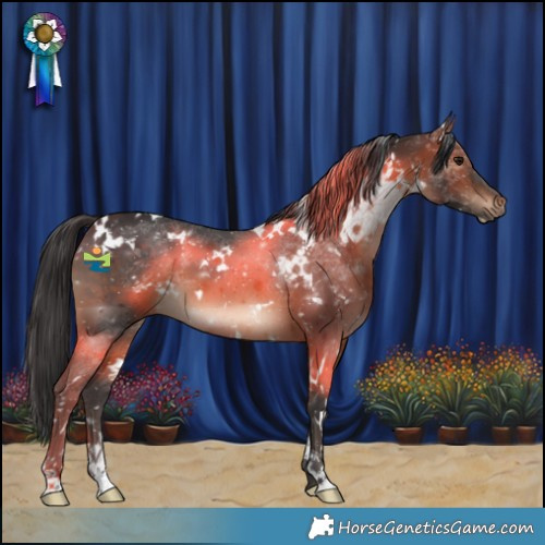 Horse Color:White Spotted Brown 