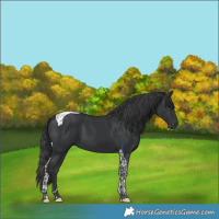 Horse Color:Black Tobiano 