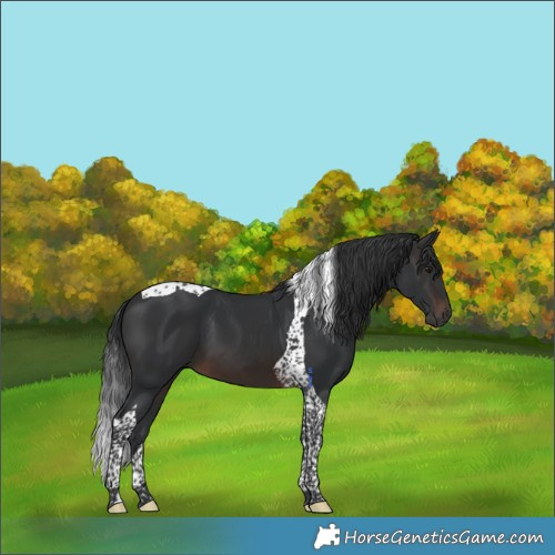 Horse Color:Brown Tobiano 