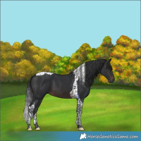 Horse Color:Brown Tobiano 