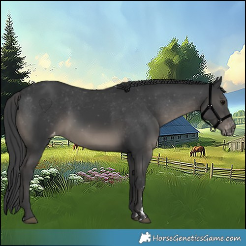 Horse Color:Black Appaloosa 