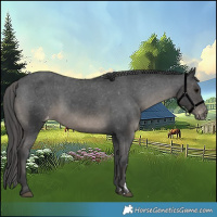 Horse Color:Black Appaloosa