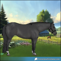 Horse Color:Black Tobiano 