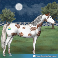 Horse Color:Chestnut Splash Tobiano 