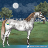 Horse Color:Liver Red Roan Splash 