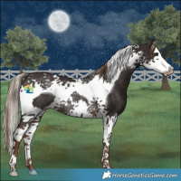 Horse Color:Liver Chestnut Splash Tobiano Rabicano 