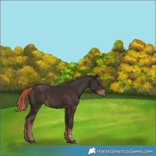Horse Color:Liver Chestnut 