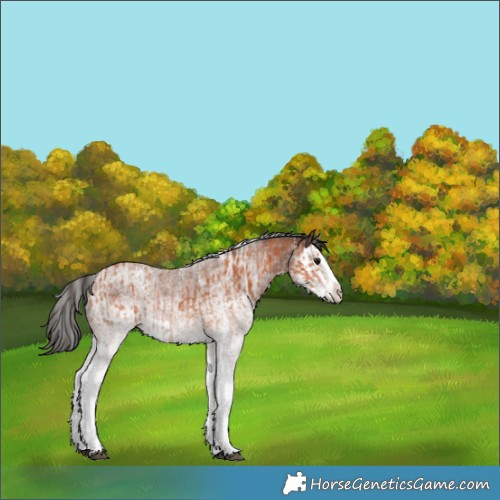 Horse Color:White Spotted Bay Splash Rabicano  and Gray White Spotted Bay Splash Rabicano 