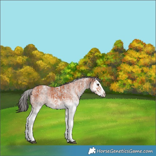 Horse Color:White Spotted Bay Splash and Gray White Spotted Bay Splash