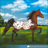 Horse Color:Bay Blanket 