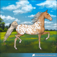 Horse Color:Palomino Blanket 