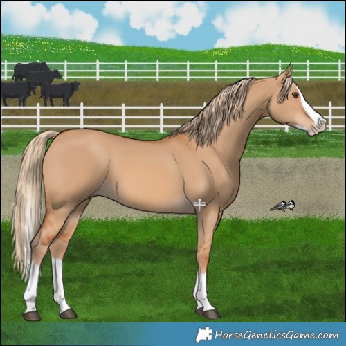 Horse Color:Red Dun Splash 