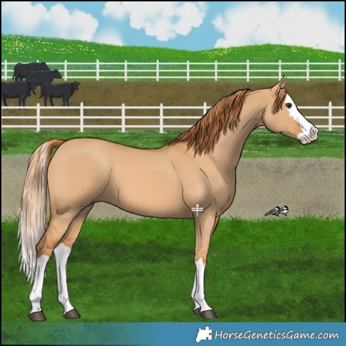 Horse Color:Red Dun Splash 