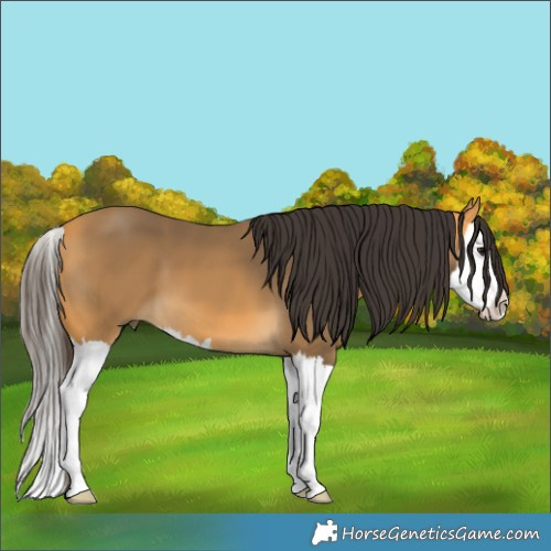 Horse Color:White Spotted Buckskin Splash 